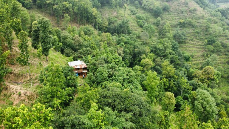 Aerial shot of a solitary house nestled in thick green forest on hillside, showcasing nature's serenity.