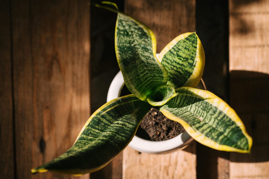 Top view of a vibrant snake plant in a pot, highlighted by sunlight.
