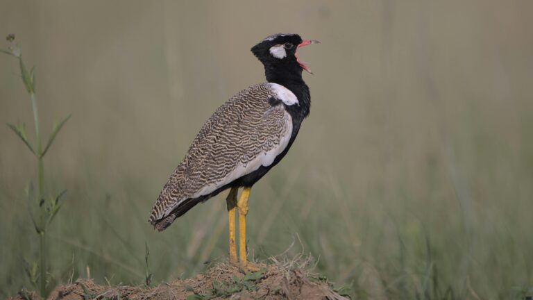 A Northern Black Korhaan spotted in Rietvlei Nature Reserve, South Africa, depicting its natural habitat.